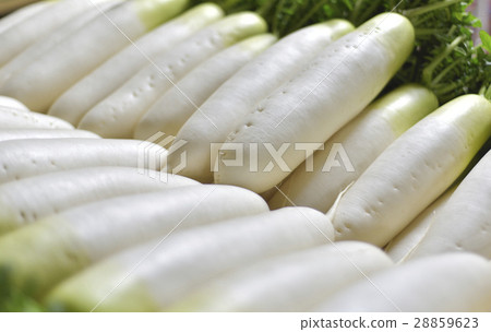 Spring radish Spring radish 28859623