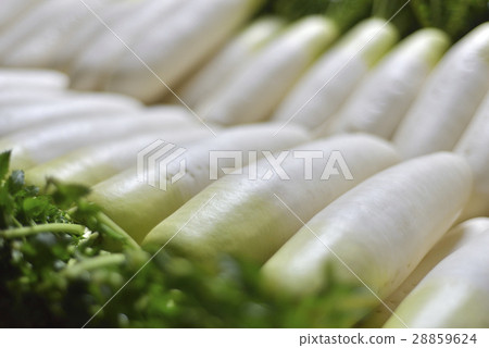 Spring radish Spring radish 28859624