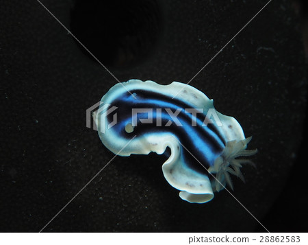 Misole Umizushi 28862583