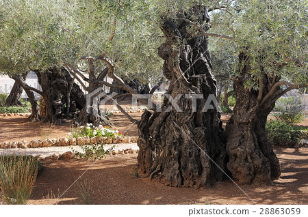 Gethsemane 28863059