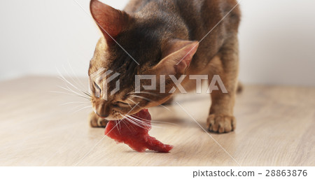 abyssinian cat eating meat on table abyssinian cat eating meat on table 28863876