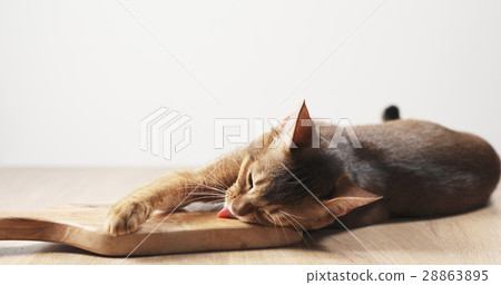 abyssinian cat feel passion to olive board abyssinian cat feel passion to olive board 28863895