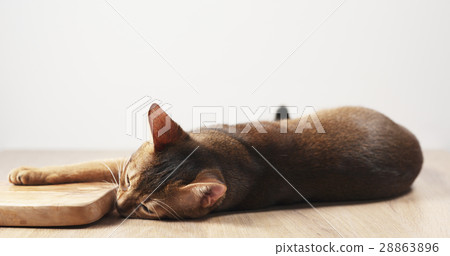 abyssinian cat feel passion to olive board abyssinian cat feel passion to olive board 28863896