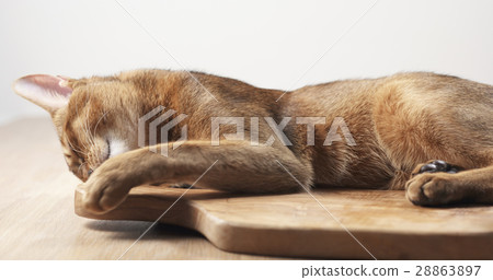 abyssinian cat feel passion to olive board abyssinian cat feel passion to olive board 28863897