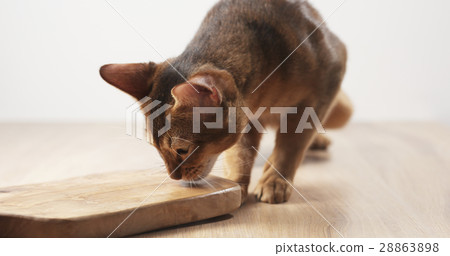 abyssinian cat feel passion to olive board 28863898