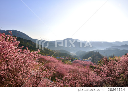 桑田山雪櫻 28864114