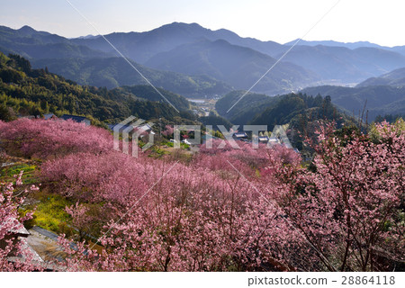 桑田山雪櫻 28864118