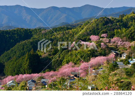 桑田山雪櫻 28864120