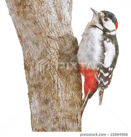 Akagera Great Spotted Woodpecker Watercolor illustration Akagera Great Spotted Woodpecker Watercolor illustration 28864986