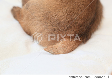 Shippo dog brown dog terrier Shippo dog brown dog terrier 28865491