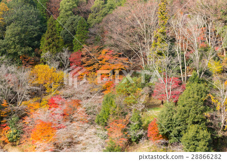 Nagoya, Obara Sakura in autumn 28866282