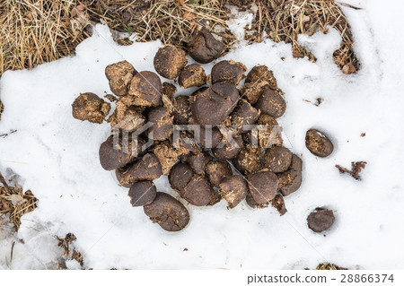 Fresh horse dung 28866374