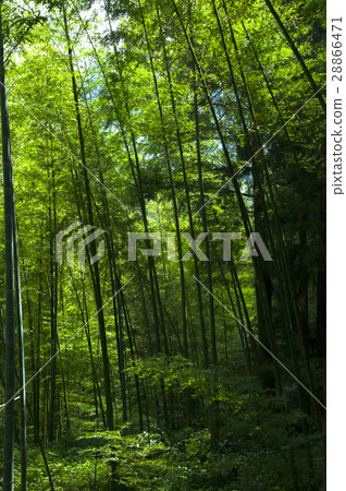  Bamboo forest, forest, trail, Bamboo, forest, Bamboo trail, bamboo, forest, bamboo raft 28866471