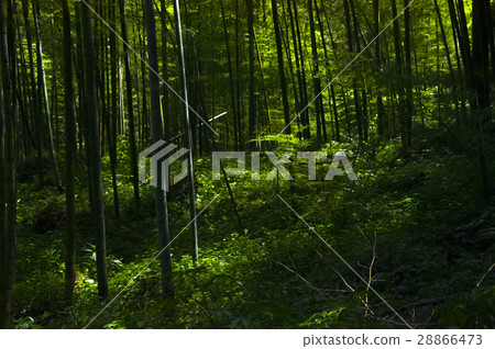 竹林，森林，步道,Bamboo, forest,Bamboo trail，竹、森林、竹トレイル 28866473