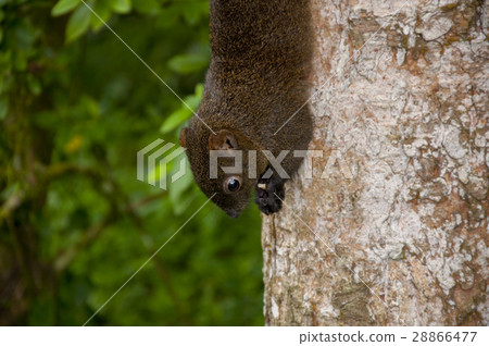 Songdo, Forest Conservation Area, Keto, Squirrels, forest reserves, squirrel, forest conservation area, Songdo, Forest Conservation Area, Keto, Squirrels, forest reserves, squirrel, forest conservation area, 28866477