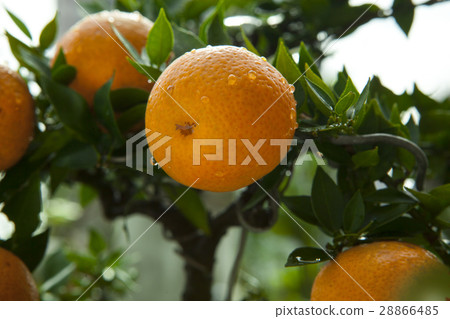  Citrus, Tachibana, Citrus, oranges, citrus, orange 28866485
