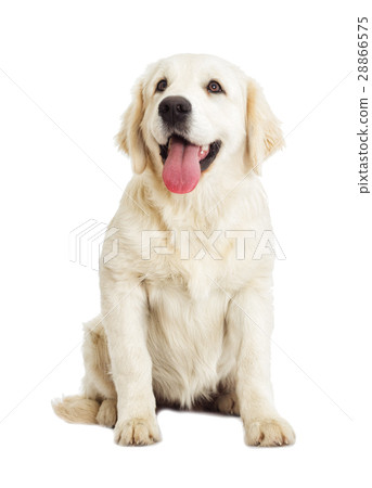 dog looking 28866575