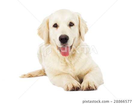 Golden Retriever looking 28866577