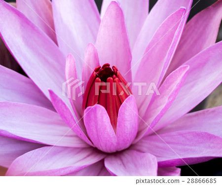 blooming lotus blossom background blooming lotus blossom background 28866685