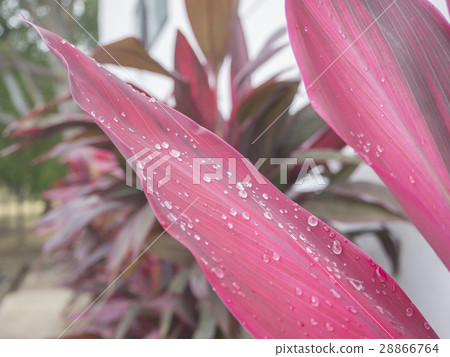 Water drop on  leaf freshness nature background 28866764