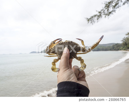 Crab released back into the sea Crab released back into the sea 28866765