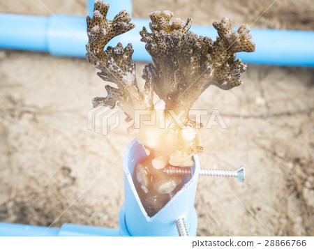 Corals grow in order to maintain ecosystem 28866766