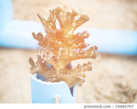 Corals grow in order to maintain ecosystem Corals grow in order to maintain ecosystem 28866767
