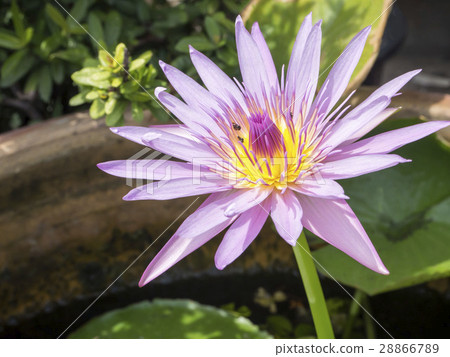 lotus blossom blooming on the pond 28866789