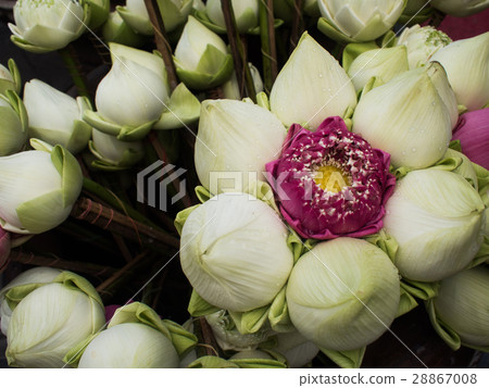 lotus flowers for respect to Buddha lotus flowers for respect to Buddha 28867008