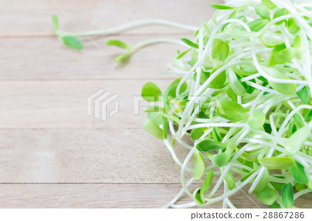 Sunflower sprouts on wood background Sunflower sprouts on wood background 28867286