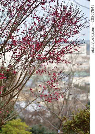 松島四大體驗·多個泡菜山 松島四大體驗·多個泡菜山 28867645