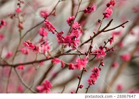 Matsushima Four Great Experience · Multiple Pickle Mountain 28867647