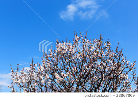 開花和mezzo的bungoe李子花 28867809