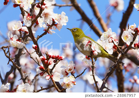 開花和mezzo的bungoe李子花 28867957
