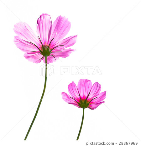 Cosmos flower 28867969