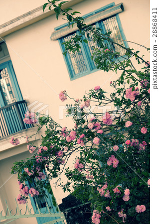 roses trellis, beautiful fence front of house roses trellis, beautiful fence front of house 28868411