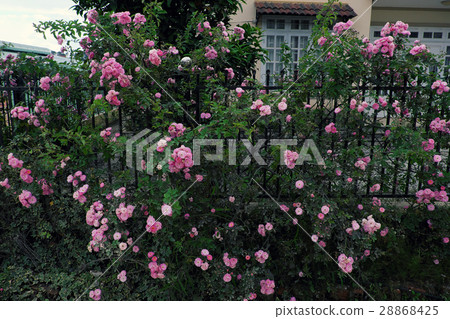roses trellis, beautiful fence front of house 28868425
