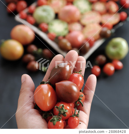 Collect of tomatoes, cheap food anticancer Collect of tomatoes, cheap food anticancer 28868428