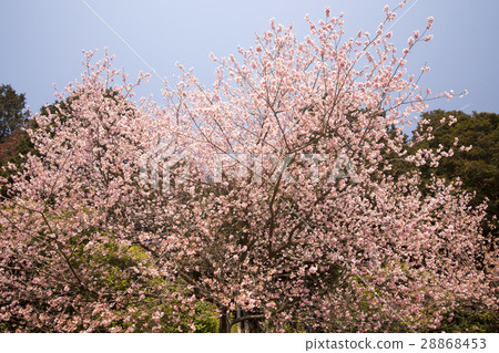 Plum blossoms 28868453
