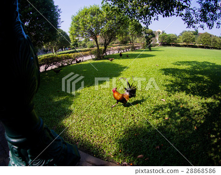 Colorful brown rooster in the graden 28868586