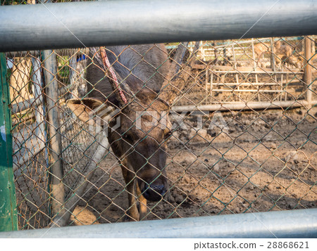deer are confine inside the cage 28868621