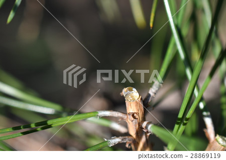 Matsuni Yani 28869119