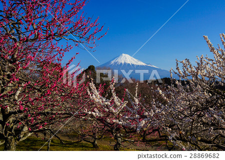 Fuji Mei Iwamotoyama Park 28869682