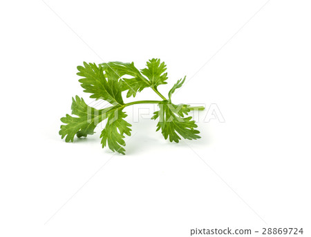 coriander leaves  vegetable. 28869724