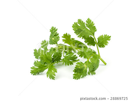coriander leaves  vegetable. 28869725
