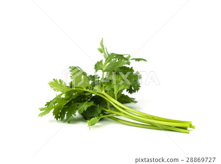 coriander leaves  vegetable. 28869727