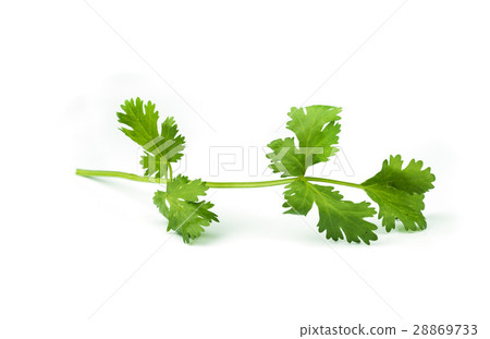 coriander leaves vegetable. coriander leaves vegetable. 28869733