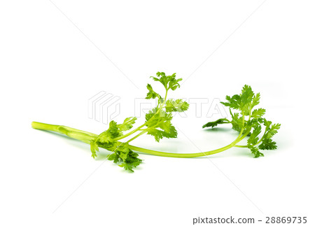 coriander leaves vegetable. coriander leaves vegetable. 28869735
