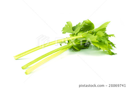fresh celery on white . fresh celery on white . 28869741