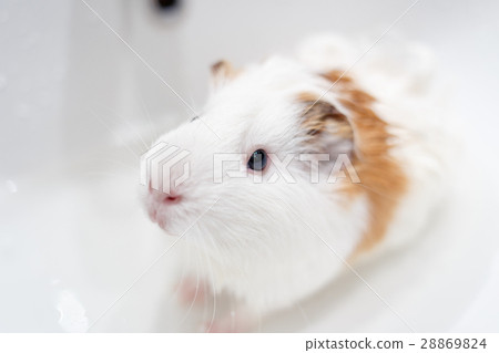 White guinea pig having a bath in a sink 28869824